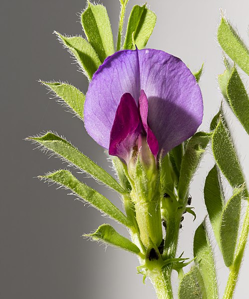 File:(MHNT) Vicia sativa - flower.jpg