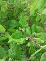 (Ocimum tenuiflorum) Holy Tulasi plant at Kakinada 01.jpg