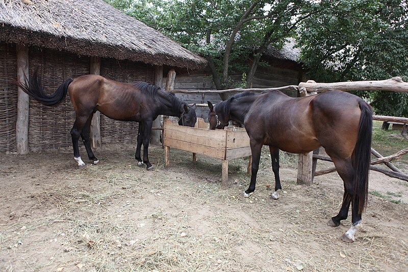 File:Літній загін для коней.jpg