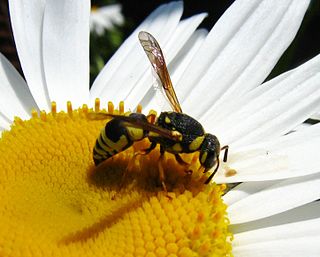 <i>Syneuodynerus</i> Genus of wasps