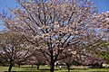 2018年4月11日 (水) 06:48時点における版のサムネイル