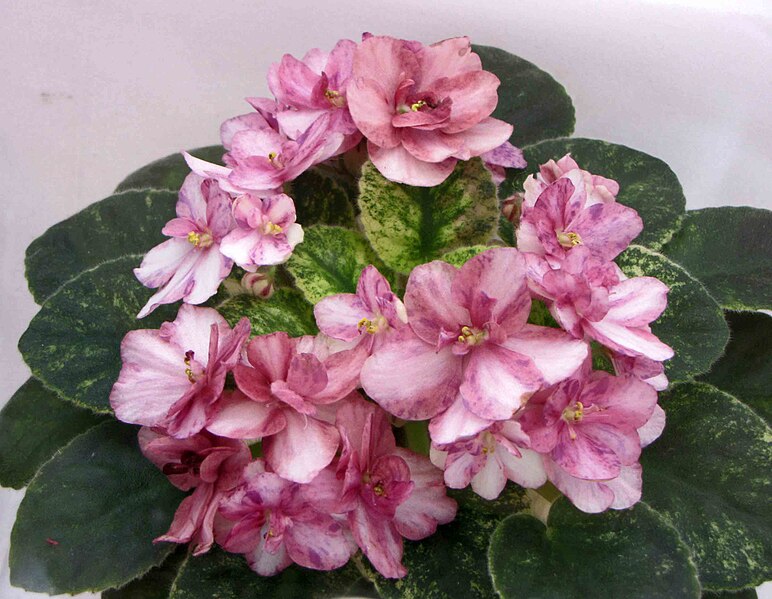 File:非洲紫羅蘭 Saintpaulia Fairy Castle -香港花展 Hong Kong Flower Show- (33775986926).jpg