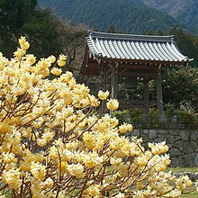 高天寺橋本院のミツマタの花 Oriental paperbush in Hashimoto-in 2012.4.07 - panoramio.jpg