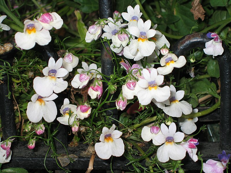 File:龍面花 Nemesia strumosa -蘇格蘭 Pitlochry, Scotland- (9252477483).jpg