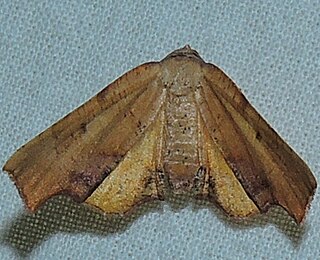 <i>Plagodis fervidaria</i> Species of moth