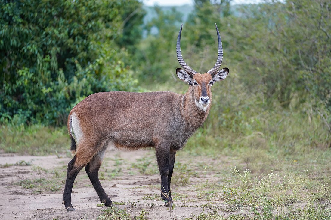 Waterbuck