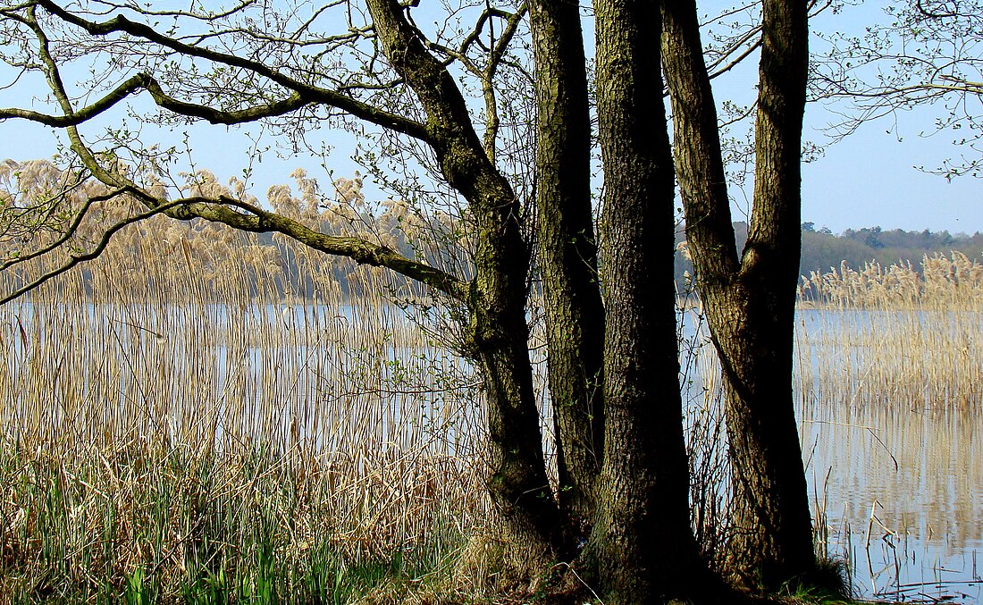 Großer Mützelburger See