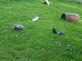 Deutsch: Kaninchen im Freilauf