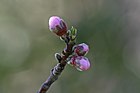1. Nectarine flower bud, SC, Vic, Aust.jpg