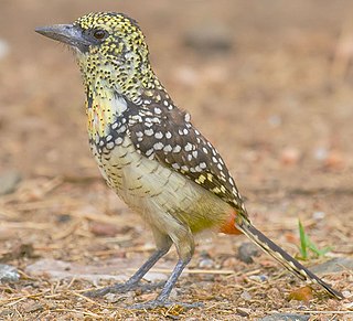 <span class="mw-page-title-main">D'Arnaud's barbet</span> Species of bird