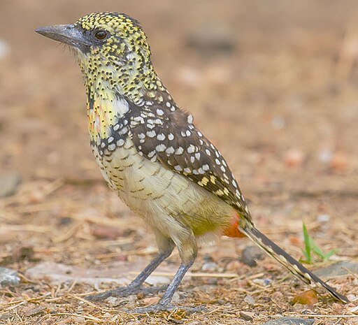 2009-darnauds-barbet