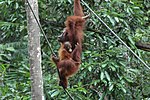 2014 Borneo Luyten-De-Hauwere-Bornean orangutan-05.jpg