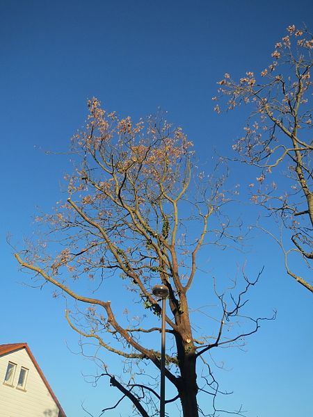 File:20170203Ailanthus altissima4.jpg