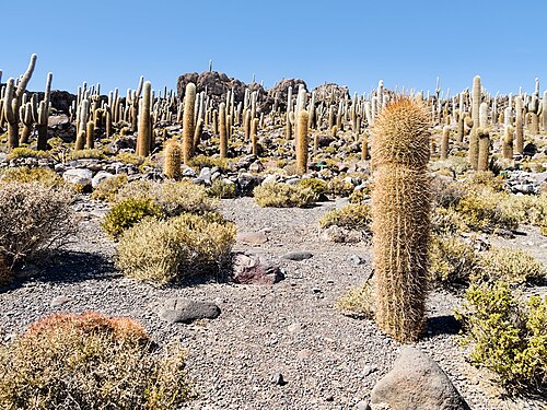 Leucostele atacamensis growing at Uyuni Salt Flat