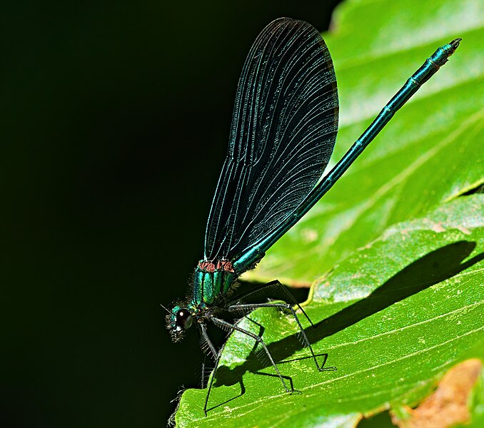 File:2018.07.01.-07-Wetter-Lich--Blaufluegel-Prachtlibelle-Maennchen.jpg