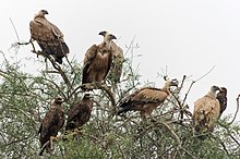 Three steppe eagles seen perched near an Indian carcass dump with another large scavenging bird, the griffon vulture. 20191213 Ptaki padlinozerne w rezerwacie Jor Beed po Bikanerem 0936 8329.jpg