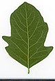 * Nomination Symphoricarpos. Leaf abaxial side. --Knopik-som 02:05, 7 September 2021 (UTC) * Promotion  Support Good quality -- Johann Jaritz 02:53, 7 September 2021 (UTC)