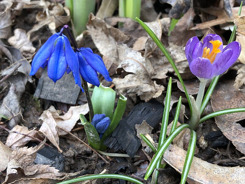 File:2023-03-24 15 43 44 Siberian Squill and Crocus tommasinianus blooming along Aquetong Lane in the Mountainview section of Ewing Township, Mercer County, New Jersey.jpg