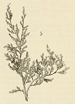 Miniatura para Frankenia microphylla