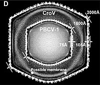 Querschnitt der Kryo-EM-Darstellung des Cafeteriavirus CroV, überlagert mit der des Chlorovirus PBCV-1. CroV hat einen größeren Durchmesser der Virionen (300 nm vs. 180 nm) und seine Kapsidschicht ist dicker (10,5 nm vs. 7,5 nm). Umrechnung 10 Å = 1 nm[73][Anm. 1]