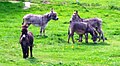 4 donkeys (ubt).JPG