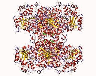 <span class="mw-page-title-main">Glycogen synthase</span> Enzyme class, includes all types of glycogen/starch synthases