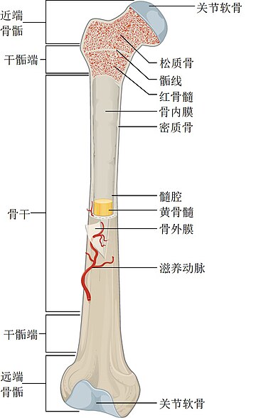 長骨