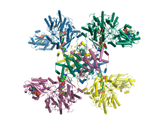 ATP citrate synthase