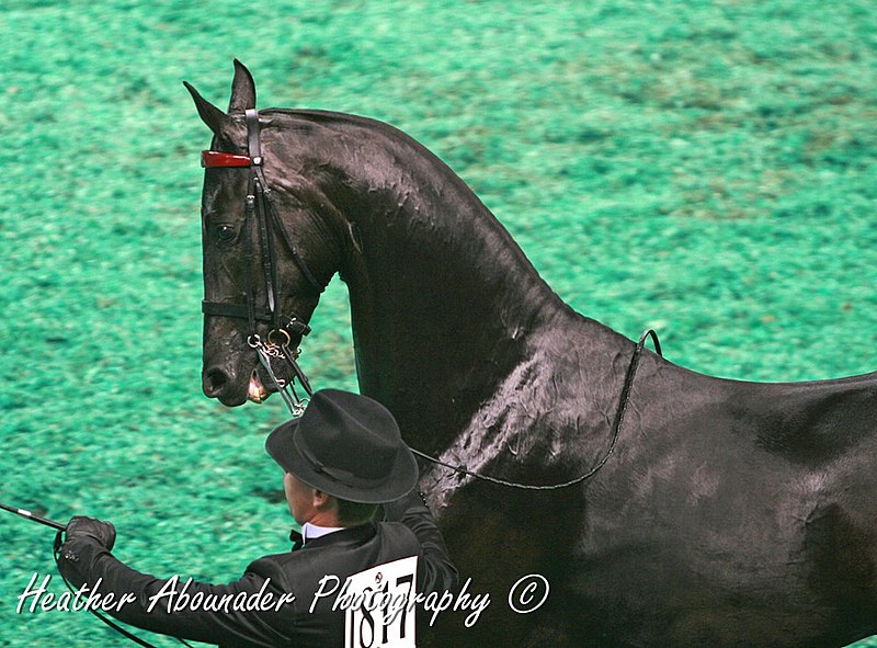 File:A Beautiful Black American Saddlebred Horse (2994996839).jpg