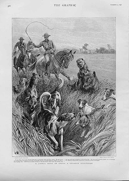 File:A Jackal Hunt in India, a Strange Sportsman - The Graphic 1896.jpg