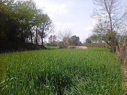 A Veiw of fields in Karamsar.jpg