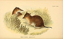 19th-century illustration A hand-book to the marsupialia and monotremata (Plate XXIII) (6008902402).jpg