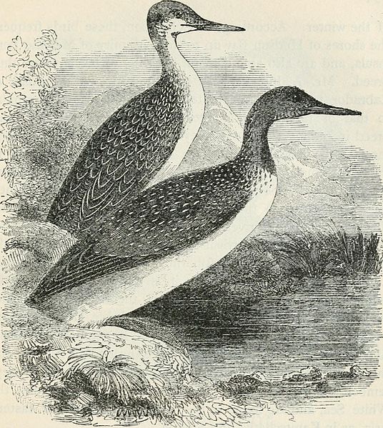 File:A popular handbook of the birds of the United States and Canada (1903) (14749961654).jpg