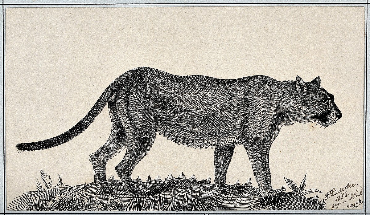 puma reproduction