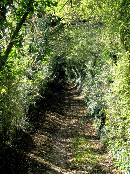 File:A view along the North Downs Way - geograph.org.uk - 1654868.jpg