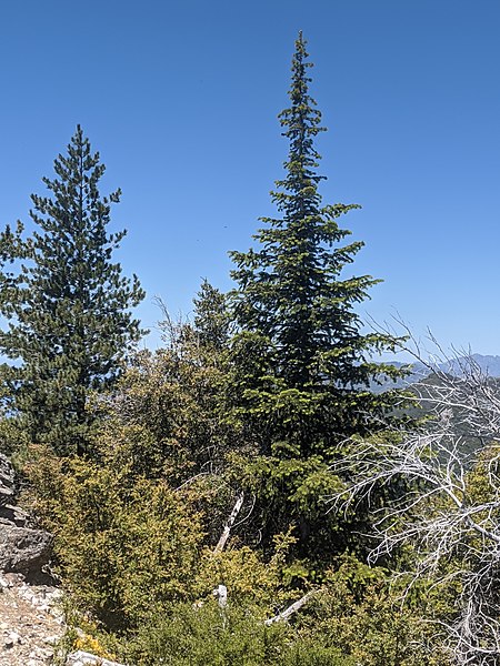 File:Abies bracteata, Ventana Wilderness above Big Sur, California 3.jpg