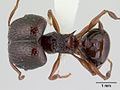 Acanthomyrmex ferox, солдат сверху