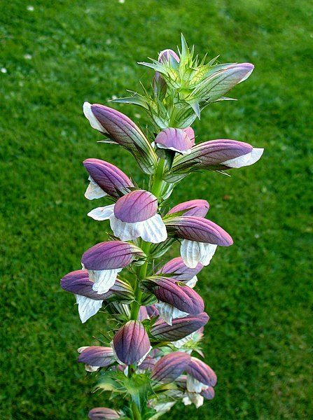 File:Acanthus 01.jpg