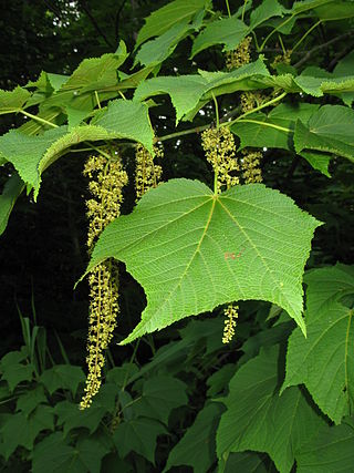 <i>Acer nipponicum</i> Species of maple