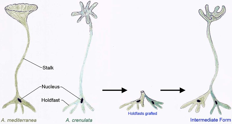 File:Acetabularia Exp 1.jpg