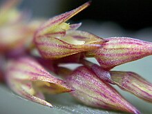 Acianthera limae.jpg