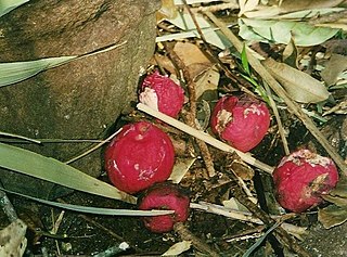 <i>Acmena ingens</i> Species of tree