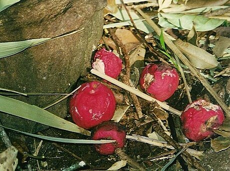 Syzygium ingens