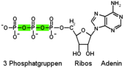 Vorschaubild für Adenosintriphosphat