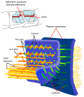 Thumbnail for Adherens junction