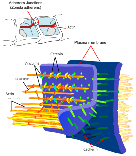 Adherens junction cell junction at which anchoring proteins (cadherins or integrins) extend through the plasma membrane and are attached to actin filaments.