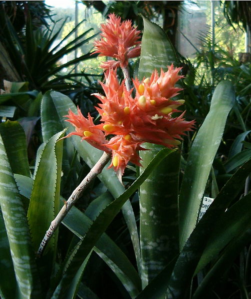 File:Aechmea flavorosea HabitusInflorescence BotGardBln1006a.jpg