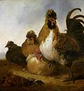 Rooster and Hens label QS:Lfr,"Coq et Poules" label QS:Len,"Rooster and Hens" label QS:Lpl,"Kogut i kury" label QS:Lnl,"Haan en hennen" 1635-1691. oil on panel medium QS:P186,Q296955;P186,Q106857709,P518,Q861259 . 48 × 45.1 cm (18.8 × 17.7 in). Ghent, Museum of Fine Arts.