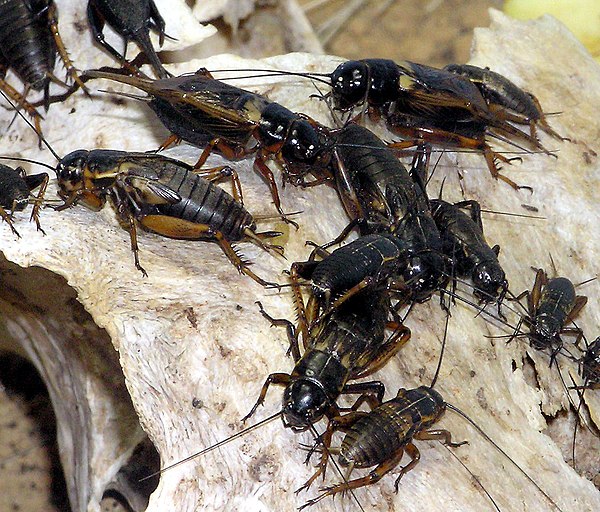 African field cricket, Gryllus bimaculatus