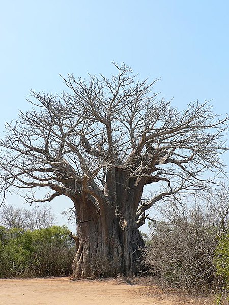 File:African Baobab Tree (2896937432).jpg
